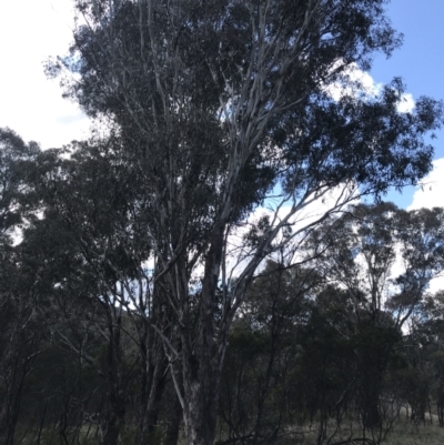 Eucalyptus melliodora (Yellow Box) at Mount Majura - 28 Aug 2022 by Tapirlord