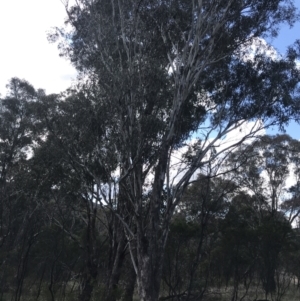 Eucalyptus melliodora at Hackett, ACT - 28 Aug 2022