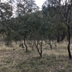 Eucalyptus polyanthemos subsp. polyanthemos (Red Box) at Hackett, ACT - 28 Aug 2022 by Tapirlord