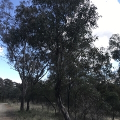 Eucalyptus polyanthemos subsp. polyanthemos at Mount Majura - 28 Aug 2022