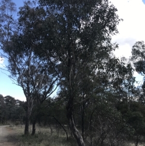 Eucalyptus polyanthemos subsp. polyanthemos at Mount Majura - 28 Aug 2022 12:14 PM