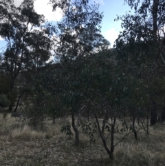 Eucalyptus polyanthemos subsp. polyanthemos at Mount Majura - 28 Aug 2022