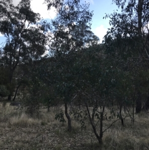 Eucalyptus polyanthemos subsp. polyanthemos at Mount Majura - 28 Aug 2022