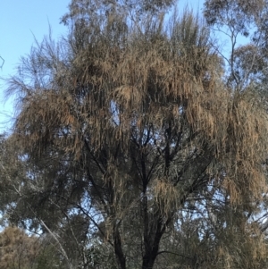 Allocasuarina verticillata at Hackett, ACT - 28 Aug 2022 12:13 PM