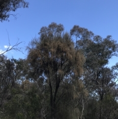 Allocasuarina verticillata at Hackett, ACT - 28 Aug 2022