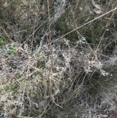 Chrysocephalum apiculatum (Common Everlasting) at Mount Majura - 28 Aug 2022 by Tapirlord
