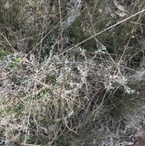 Chrysocephalum apiculatum at Hackett, ACT - 28 Aug 2022 12:12 PM