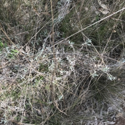 Chrysocephalum apiculatum (Common Everlasting) at Mount Majura - 28 Aug 2022 by Tapirlord