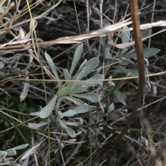 Chrysocephalum apiculatum at Hackett, ACT - 28 Aug 2022