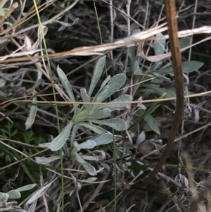 Chrysocephalum apiculatum at Hackett, ACT - 28 Aug 2022 12:12 PM