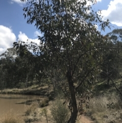 Eucalyptus blakelyi (Blakely's Red Gum) at Mount Majura - 28 Aug 2022 by Tapirlord