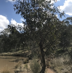 Eucalyptus blakelyi at Hackett, ACT - 28 Aug 2022 12:09 PM