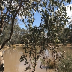 Eucalyptus blakelyi at Hackett, ACT - 28 Aug 2022 12:09 PM