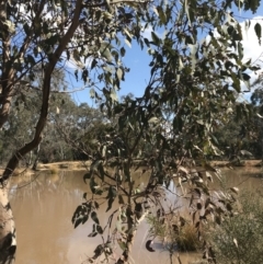 Eucalyptus blakelyi at Hackett, ACT - 28 Aug 2022