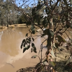 Eucalyptus blakelyi at Hackett, ACT - 28 Aug 2022 12:09 PM