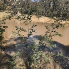 Acacia dealbata subsp. dealbata (Silver Wattle) at Mount Majura - 28 Aug 2022 by Tapirlord
