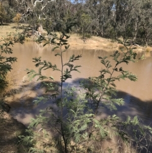 Acacia dealbata subsp. dealbata at Hackett, ACT - 28 Aug 2022