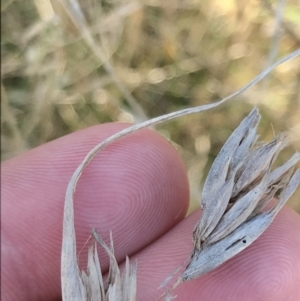 Themeda triandra at Hackett, ACT - 28 Aug 2022