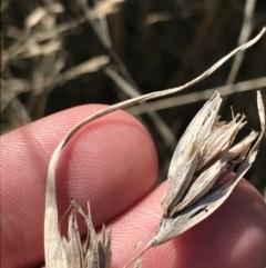 Themeda triandra at Hackett, ACT - 28 Aug 2022