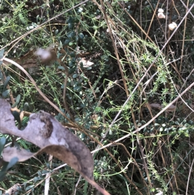 Asperula conferta (Common Woodruff) at Mount Majura - 28 Aug 2022 by Tapirlord