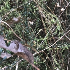 Asperula conferta (Common Woodruff) at Hackett, ACT - 28 Aug 2022 by Tapirlord
