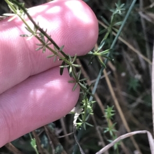 Asperula conferta at Hackett, ACT - 28 Aug 2022