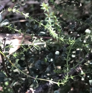 Asperula conferta at Hackett, ACT - 28 Aug 2022