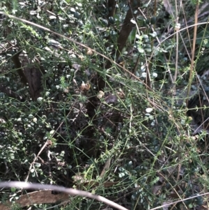 Asperula conferta at Hackett, ACT - 28 Aug 2022 11:56 AM