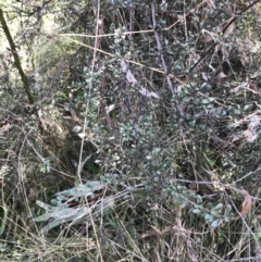 Bursaria spinosa subsp. lasiophylla (Australian Blackthorn) at Hackett, ACT - 28 Aug 2022 by Tapirlord