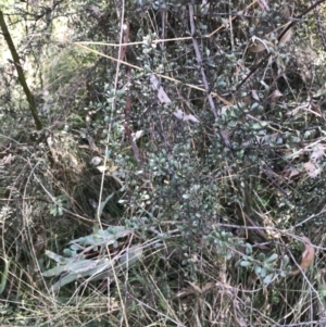 Bursaria spinosa subsp. lasiophylla at Hackett, ACT - 28 Aug 2022