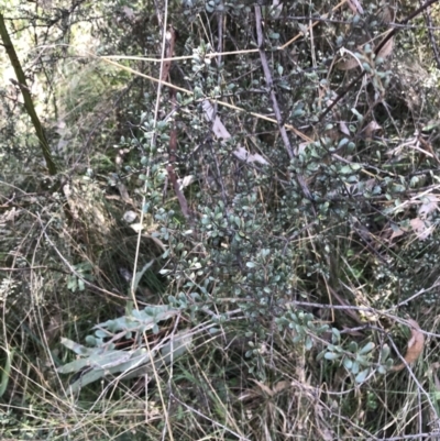 Bursaria spinosa subsp. lasiophylla (Australian Blackthorn) at Mount Majura - 28 Aug 2022 by Tapirlord