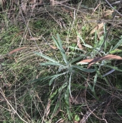 Senecio quadridentatus (Cotton Fireweed) at Mount Majura - 28 Aug 2022 by Tapirlord