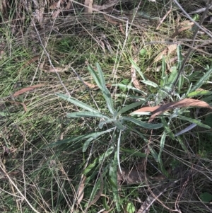 Senecio quadridentatus at Hackett, ACT - 28 Aug 2022 11:54 AM