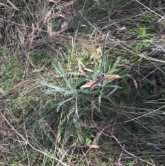 Senecio quadridentatus at Hackett, ACT - 28 Aug 2022 11:54 AM