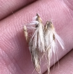 Rytidosperma duttonianum (Brown-back Wallaby Grass) at Hackett, ACT - 28 Aug 2022 by Tapirlord