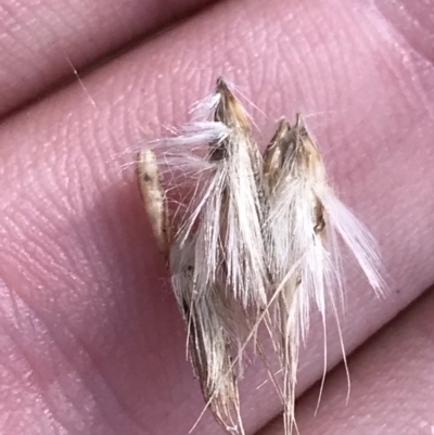 Rytidosperma duttonianum (Brown-back Wallaby Grass) at Hackett, ACT - 28 Aug 2022 by Tapirlord