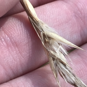 Rytidosperma duttonianum at Hackett, ACT - 28 Aug 2022