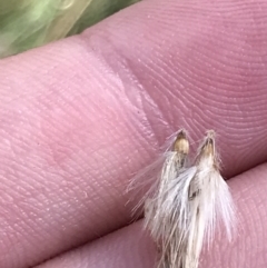 Rytidosperma duttonianum at Hackett, ACT - 28 Aug 2022 11:53 AM