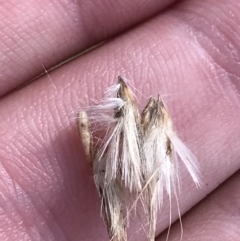 Rytidosperma duttonianum at Hackett, ACT - 28 Aug 2022