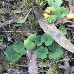 Hydrocotyle laxiflora (Stinking Pennywort) at Hackett, ACT - 28 Aug 2022 by Tapirlord