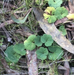 Hydrocotyle laxiflora at Hackett, ACT - 28 Aug 2022 11:53 AM