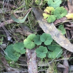 Hydrocotyle laxiflora (Stinking Pennywort) at Mount Majura - 28 Aug 2022 by Tapirlord
