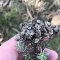 Chrysocephalum semipapposum (Clustered Everlasting) at Mount Majura - 28 Aug 2022 by Tapirlord