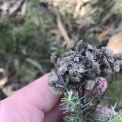 Chrysocephalum semipapposum at Hackett, ACT - 28 Aug 2022 11:53 AM