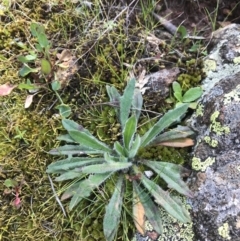 Plantago hispida (Hairy Plantain) at Mount Majura - 28 Aug 2022 by Tapirlord