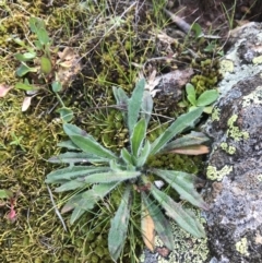 Plantago hispida at Hackett, ACT - 28 Aug 2022