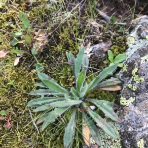 Plantago hispida at Hackett, ACT - 28 Aug 2022