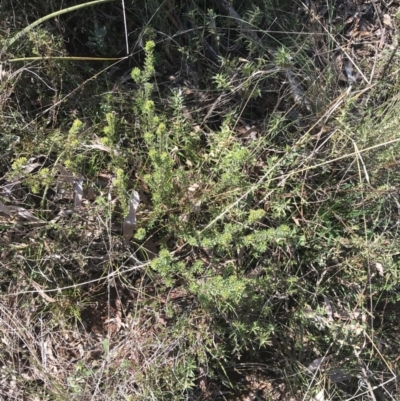 Pultenaea subspicata (Low Bush-pea) at Mount Majura - 28 Aug 2022 by Tapirlord