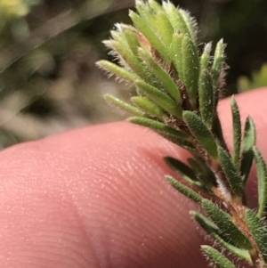 Pultenaea subspicata at Hackett, ACT - 28 Aug 2022 11:49 AM