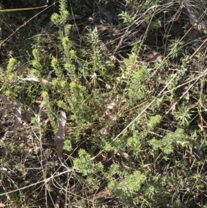 Pultenaea subspicata at Hackett, ACT - 28 Aug 2022 11:49 AM